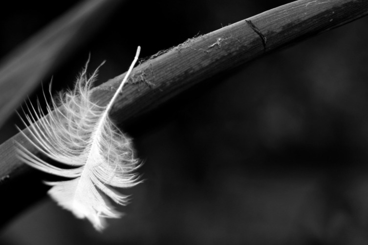 Feather on The Limb